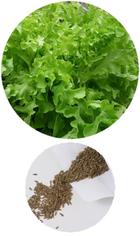 Семена салата листового - Изумрудный 0.5 г