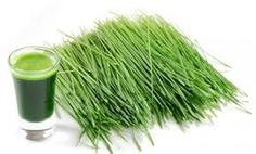 Замороженный сок ростков пшеницы (Wheatgrass) LBT 30 г