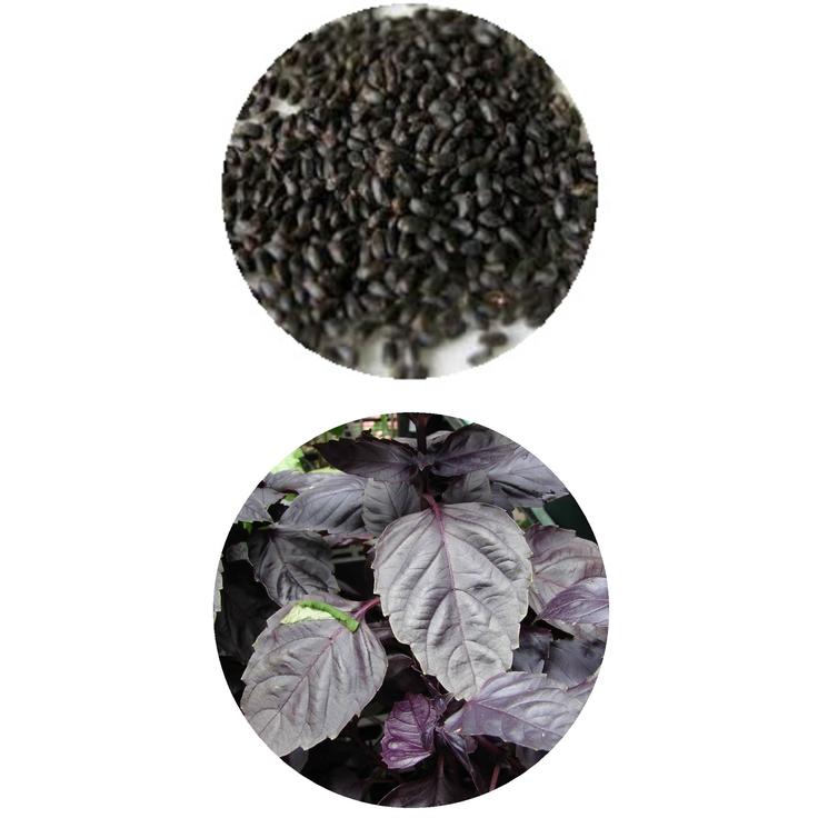 Семена базилика овощного фиолетового крупнолистового 0.3 г