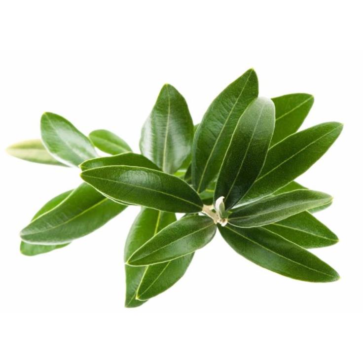 Чай из оливковых листьев классический KURTES 100 г