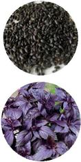 Семена базилика овощного фиолетового 0.3 г