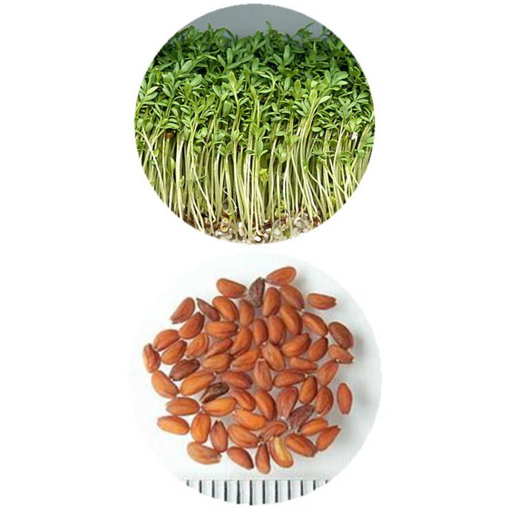 Семена кресс-салата весеннего 1 г