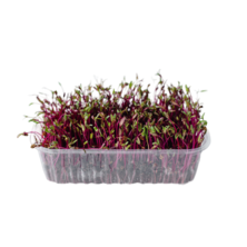 Проращиватели и гидропоника