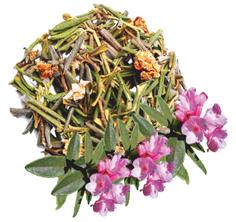 Рододендрон Адамса (саган-дайля), 100% эфирное масло KARAHAAL, 2 мл