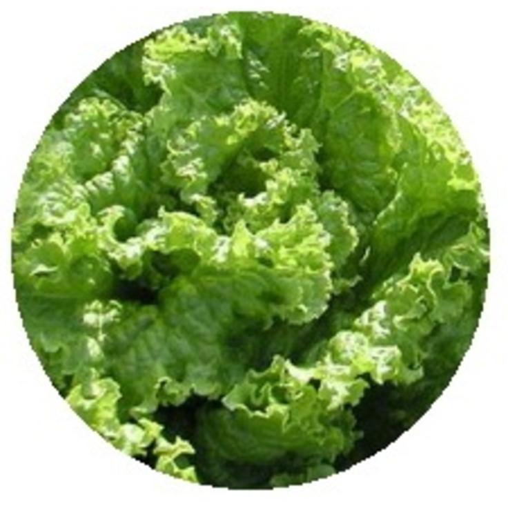 Семена салата листового - Витаминный 0.5 г