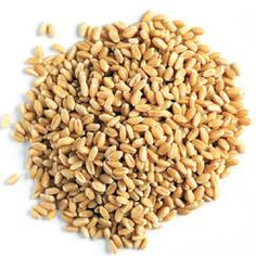 Пшеница для проращивания ЭКОСТОРИЯ, 500 г