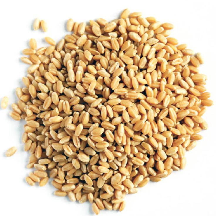 Пшеница для проращивания ЭКОСТОРИЯ, 500 г