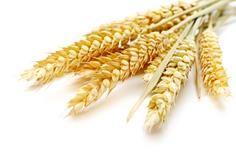 Талкан пшеничный мелкий - Актирман 350 г
